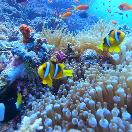 White Coral Rasdhoo Hotel Ngoại thất bức ảnh